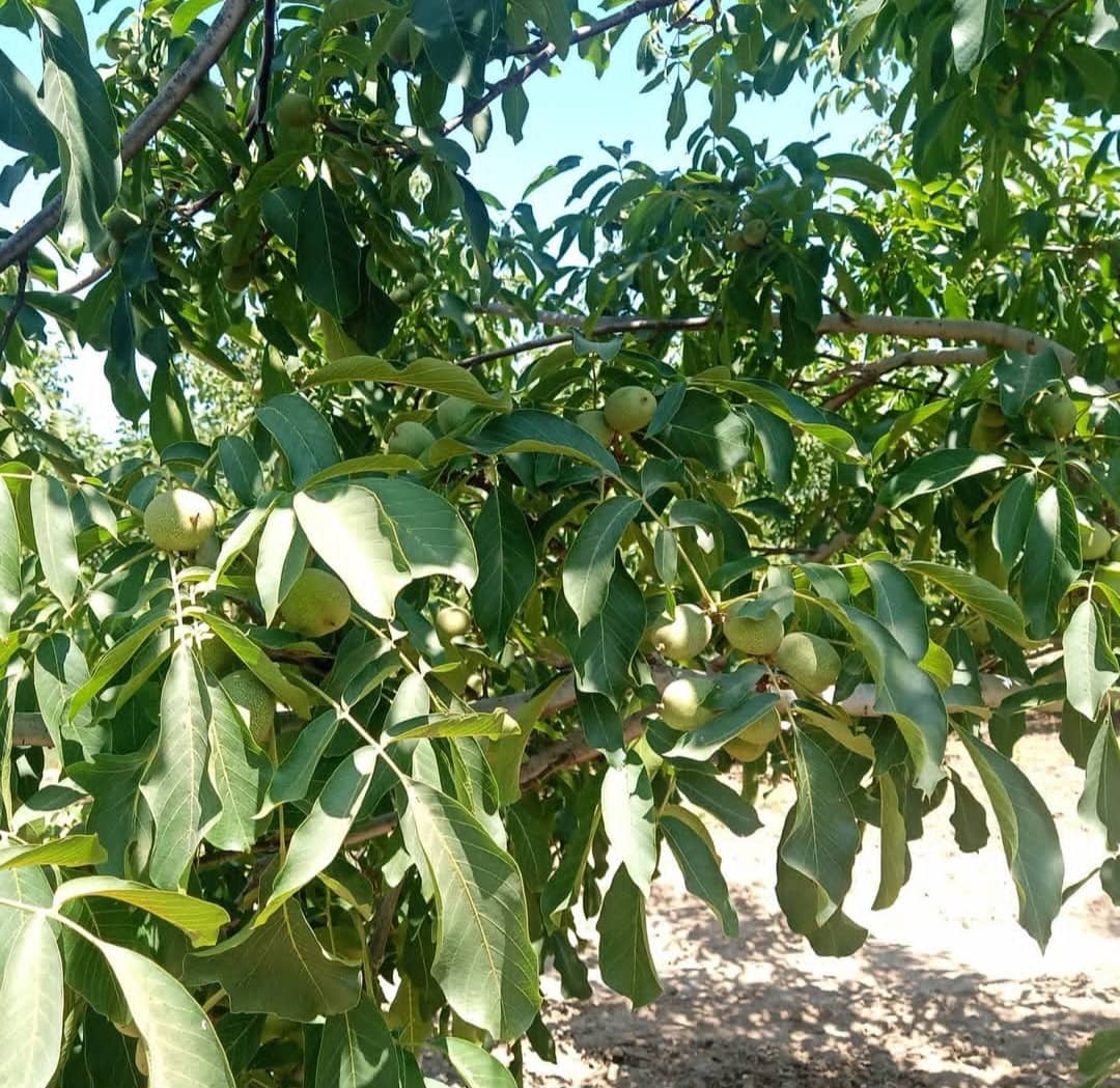 کیفیت بالا و تضمینی نهال‌