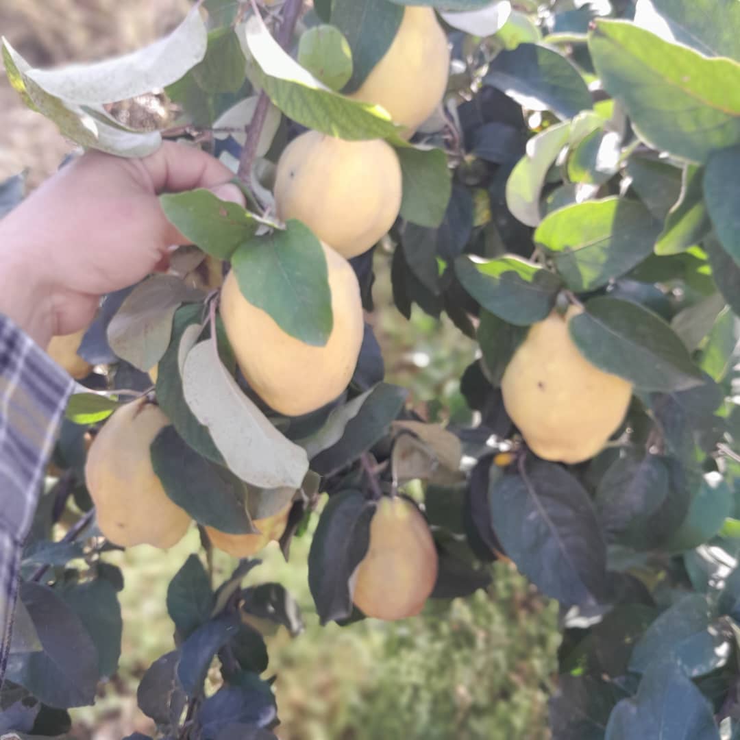 خدمات نهالستان عزیزپور در اردبیل