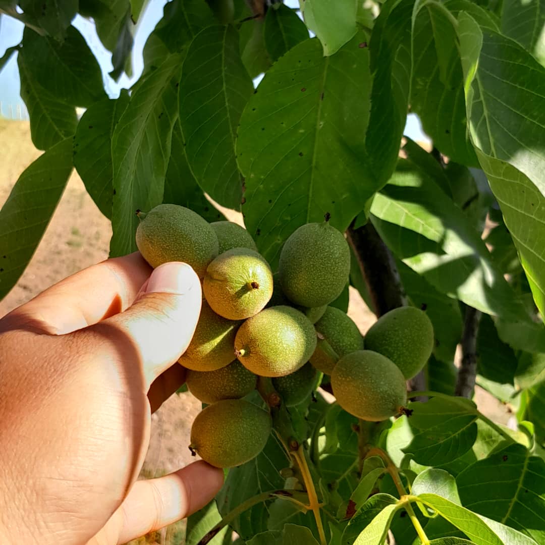 انواع نهال‌ غیرمثمر