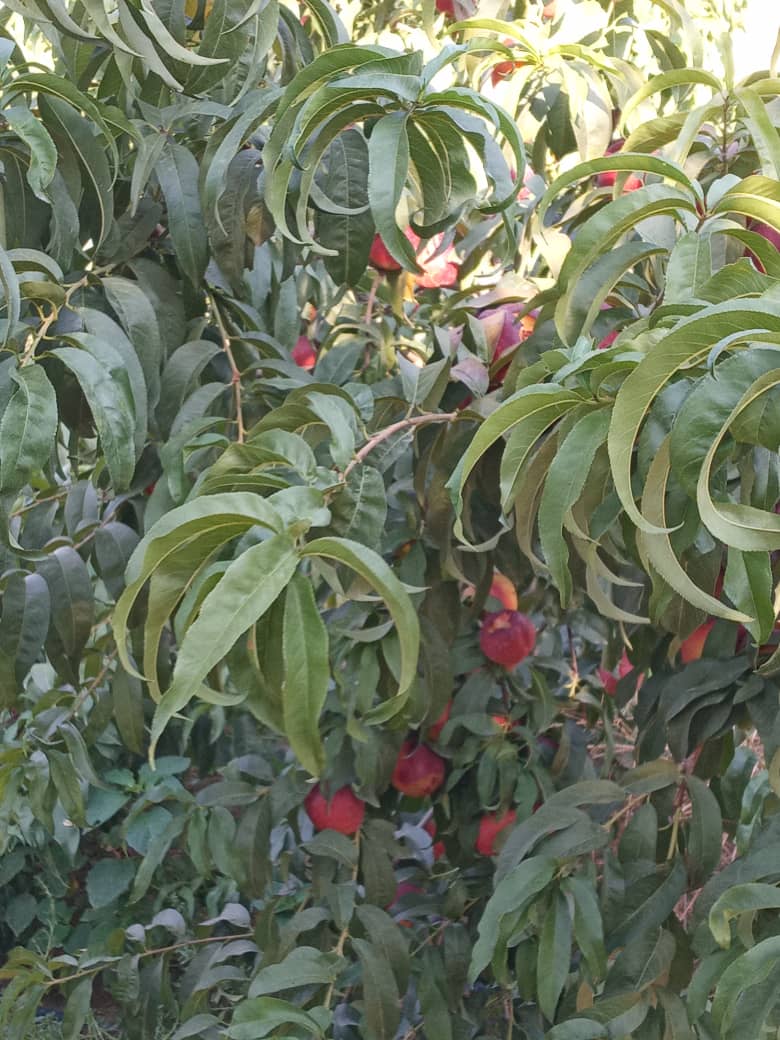 پرورش و عرضه انواع نهال‌